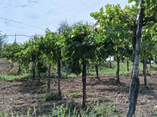 En la localidad de Parolise (AV) vendo uvas tintas