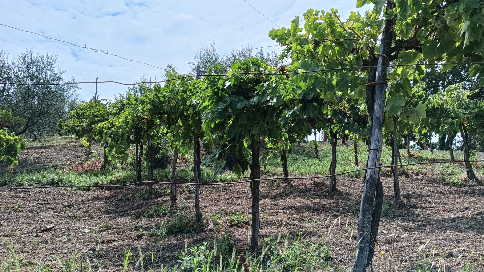 En la localidad de Parolise (AV) vendo uvas tintas Aglianico con un excelente aroma azucarado y bien estructurado