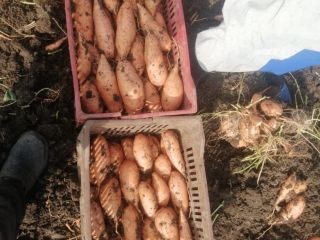 Disponemos de batata fresca a precio adecuado y de