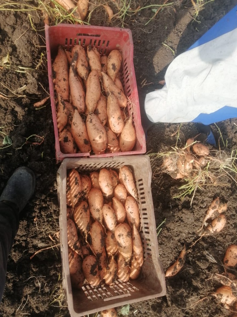 Disponemos de batata fresca a precio adecuado y de alta calidad