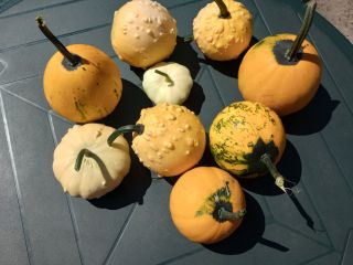 Tengo a la venta una mezcla de calabazas ornamentales.