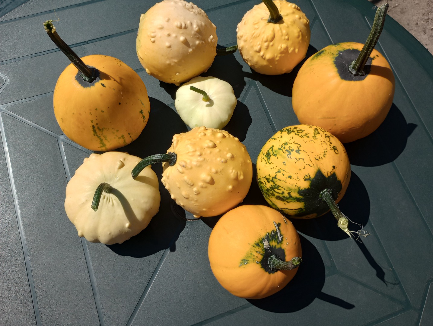 Tengo a la venta una mezcla de calabazas ornamentales