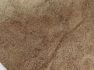 Avena del año 2024 cultivada según reglamento ecológico 6.
