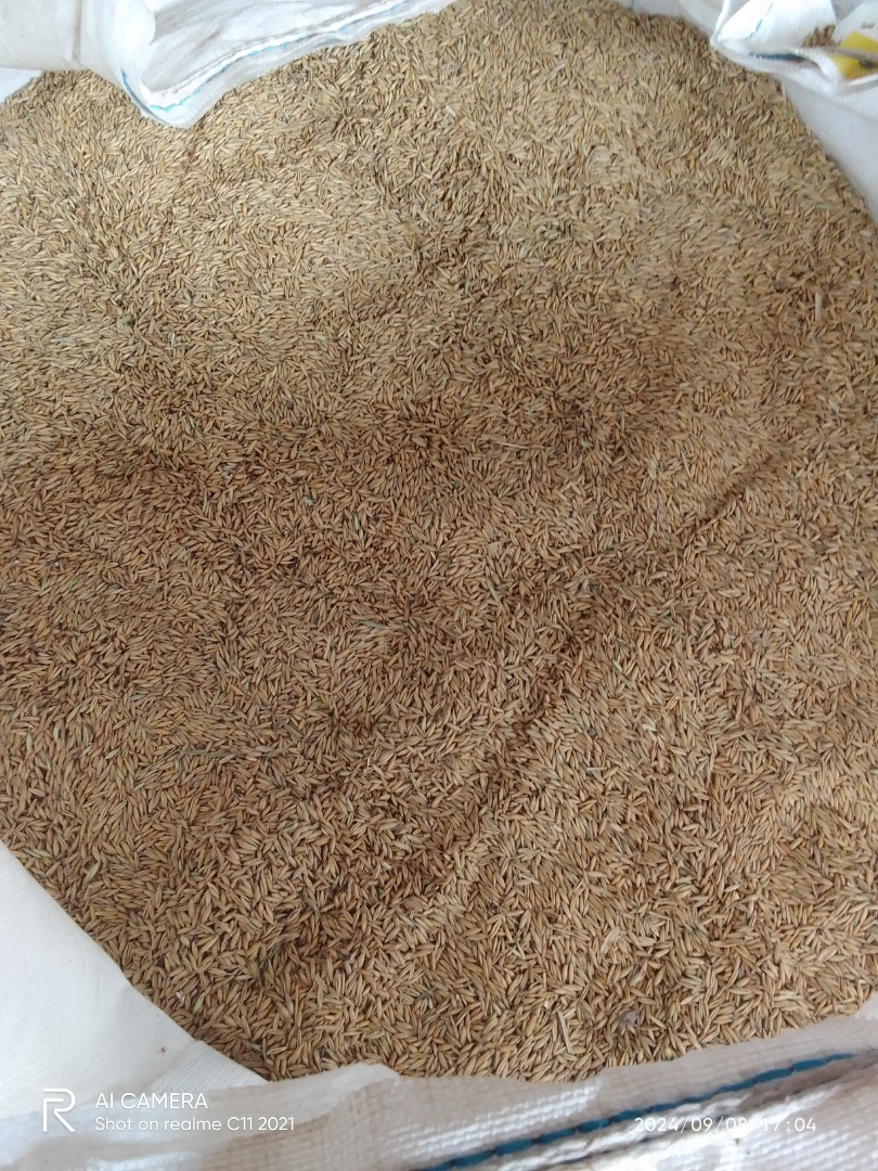 Avena del año 2024 cultivada según reglamento ecológico 6