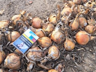 Venderé cebollas sanas de la siembra de primavera, de