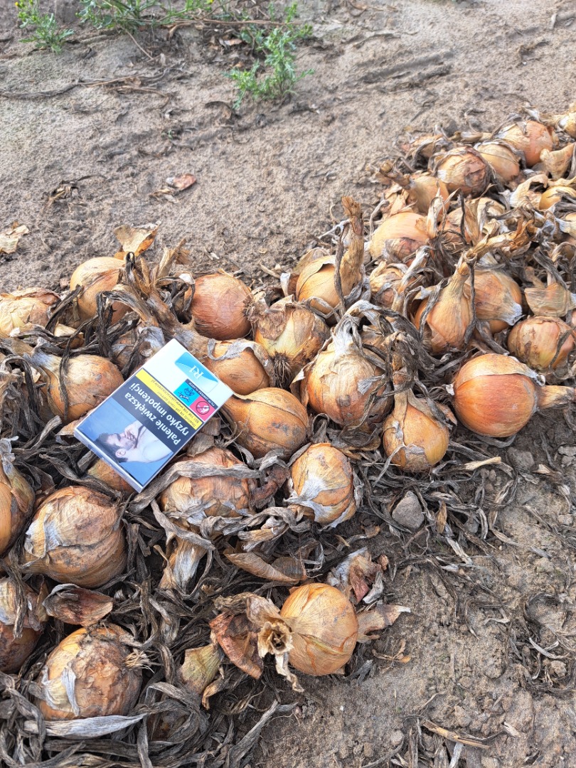 Venderé cebollas sanas de la siembra de primavera, de buen calibre y con cáscara para bolsa o para pelar