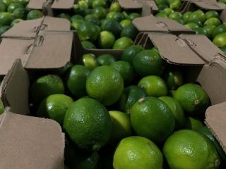 Se vende LIMA VERDE. Piel fina y muy jugosa.