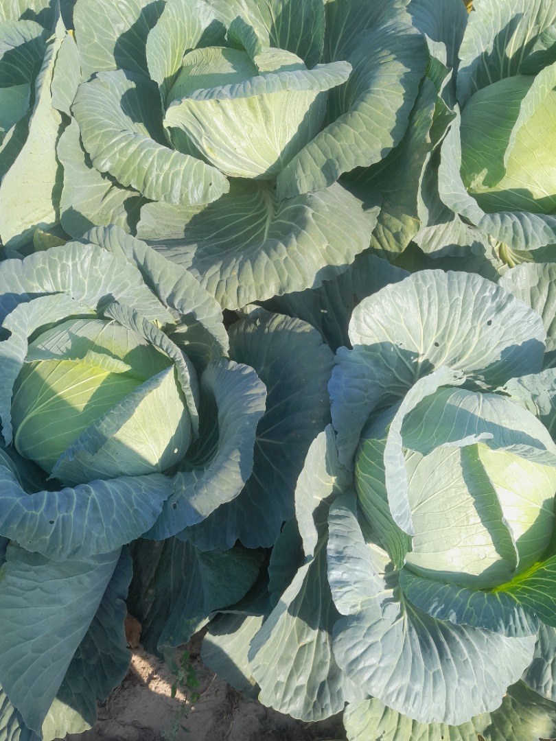 Venderé repollo relleno, de 2 a 4 kg, tel