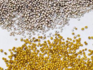 Mostaza: blanca y amarilla, pureza 98-99%. La mostaza estará