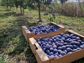 Vendo ciruelas para consumo propio, para mermelada, confitura o