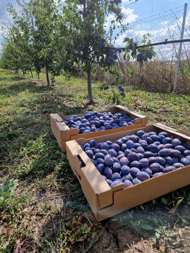 Vendo ciruelas para consumo propio, para mermelada, confitura o compota