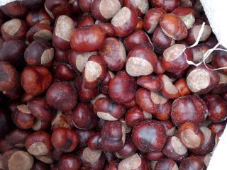 Castañas a la venta, 2,5 toneladas, recogida personal únicamente,