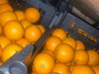 NARANJA VALENCIA Origen: Egipto Calidad: 1B Calibre: 100 Confeccionado: