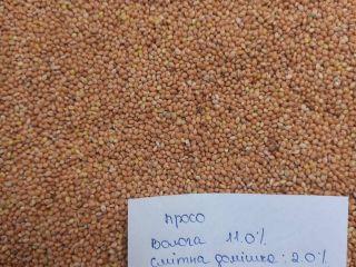 Vendo Millet Amarillo/Rojo/Blanco/Negro DAP