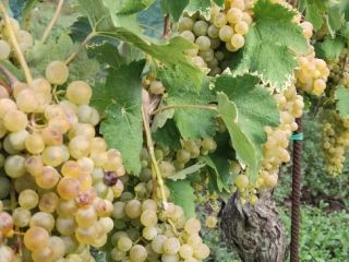 Vendo uvas Falanghina DOC a unos 17 quintales, 80