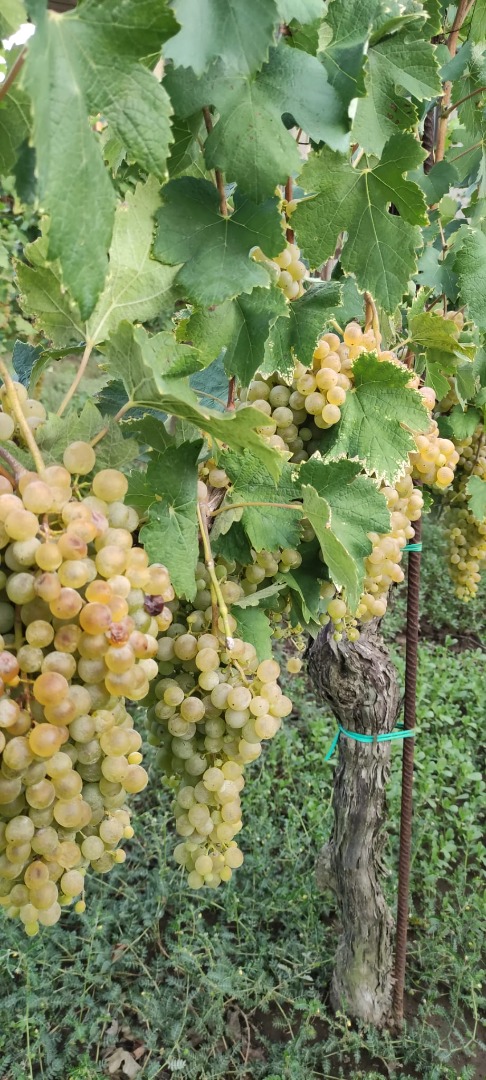 Vendo uvas Falanghina DOC a unos 17 quintales, 80 céntimos el kilo