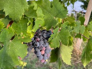 Uvas vinícolas de alta calidad disponibles para la elaboración