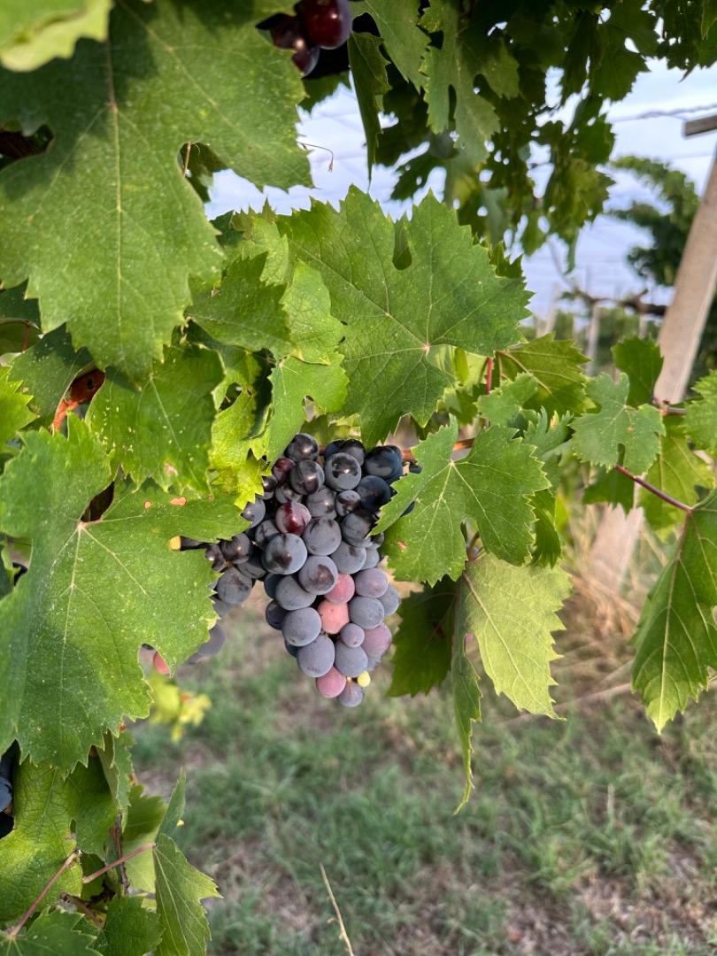 Uvas vinícolas de alta calidad disponibles para la elaboración de tintos estructurados