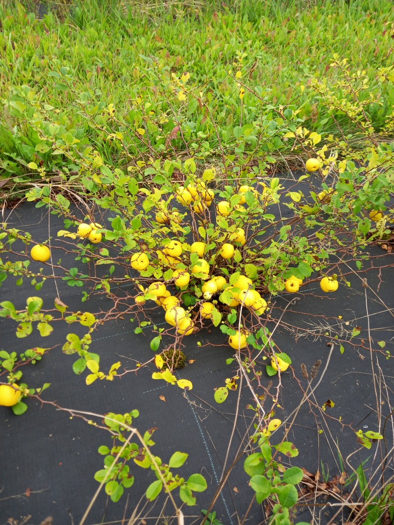 Empresa frutícola que vende membrillos japoneses ecológicos (dispone de certificado BIO)