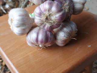 Venderé ajo Harnaś en paquetes de 10, bonitos, sanos,