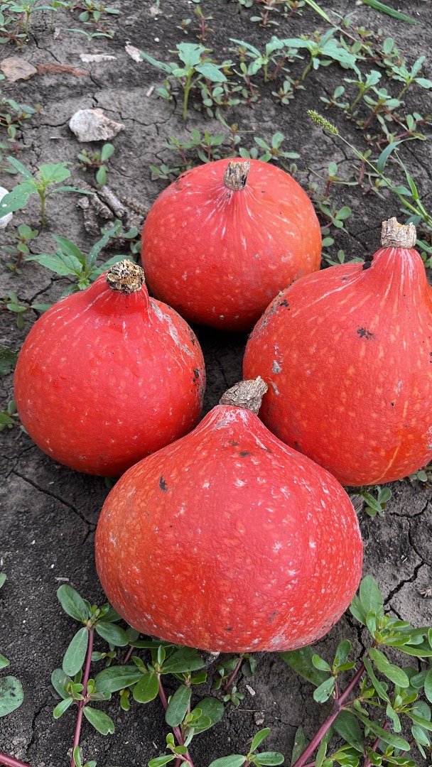 Con motivo del inicio de la temporada de cosecha de calabazas, estamos buscando oportunidades de mercado para vender nuestros productos