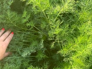 Marar verde