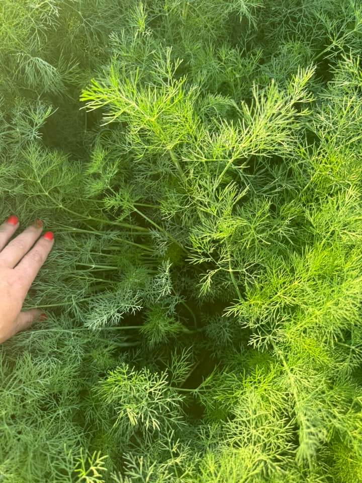 Marar verde