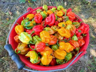 Vendo chiles habaneros rojos y amarillos. Cantidad aproximadamente 200-400