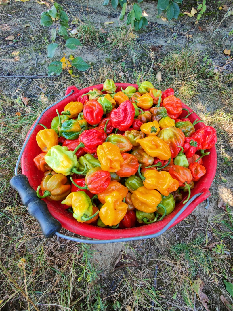 Vendo chiles habaneros rojos y amarillos