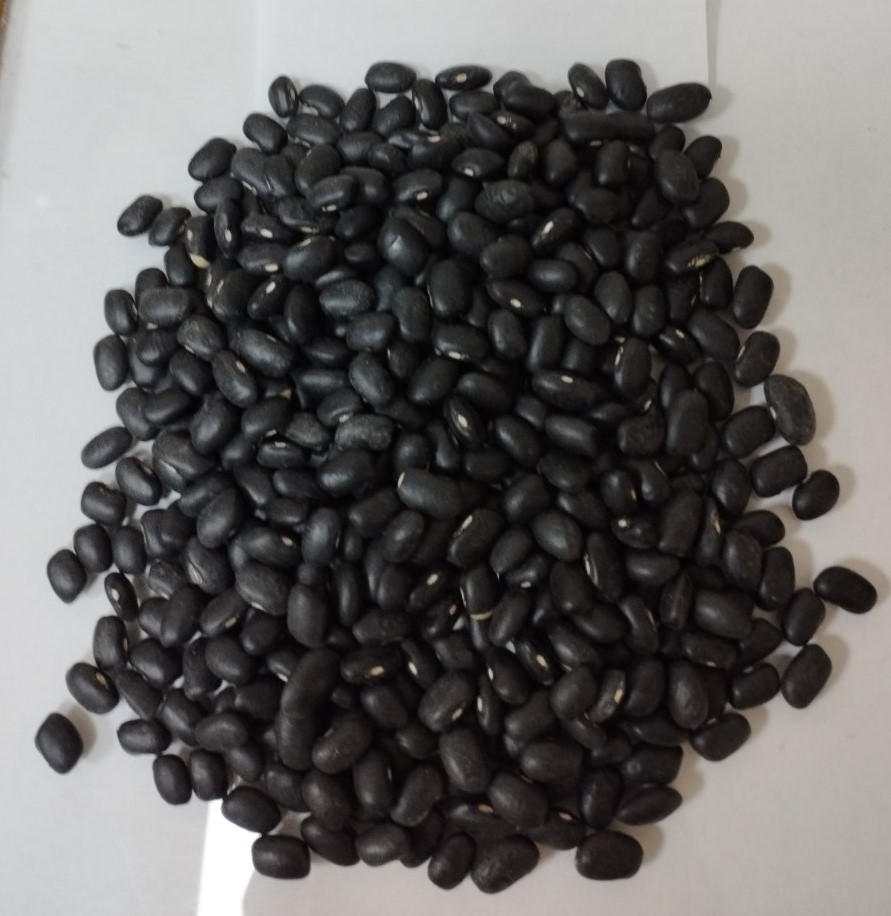 Frijoles negros 900 toneladas 460-480 piezas por 100 gramos pureza 99% humedad 14% sin pesticidas embalaje en bolsa grande entrega desde 22 toneladas ciudades