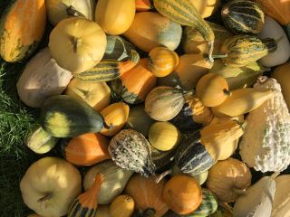 Venderé una mezcla de calabazas decorativas y un turbante