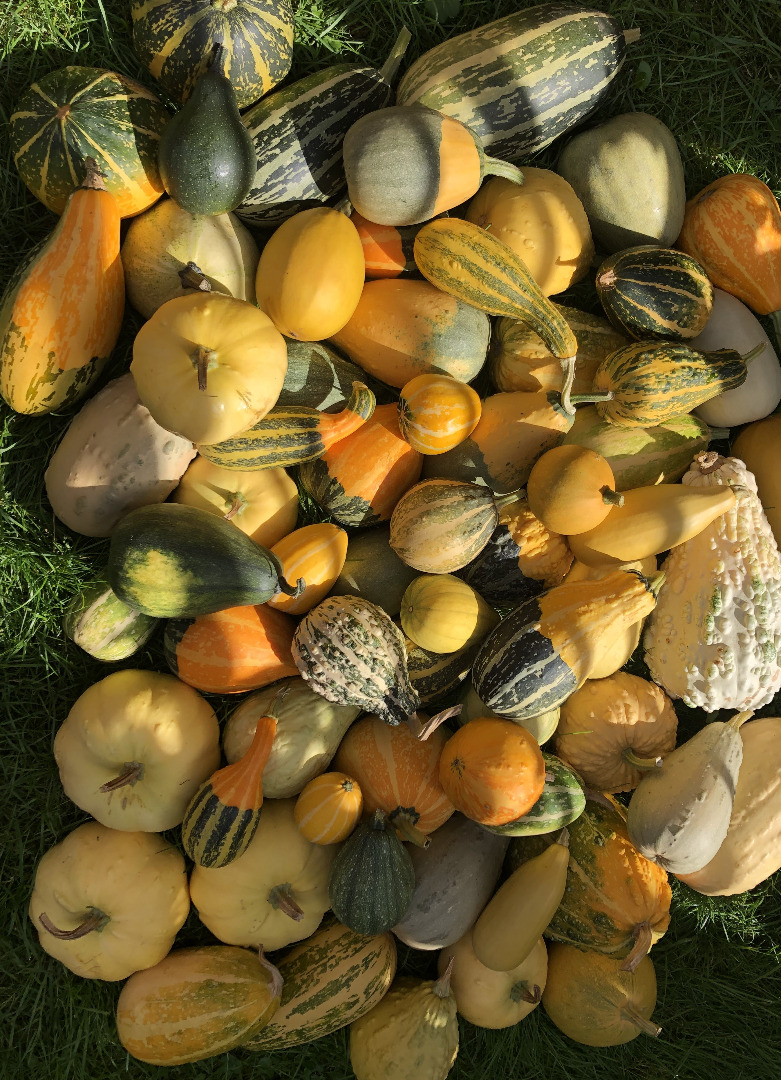 Venderé una mezcla de calabazas decorativas y un turbante de sultán