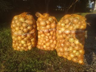 Tengo a la venta 5 cebollas Rijnsburger cosechadas antes