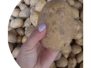Vendo patatas Soraya. Envasado en sacos de 15 kg.