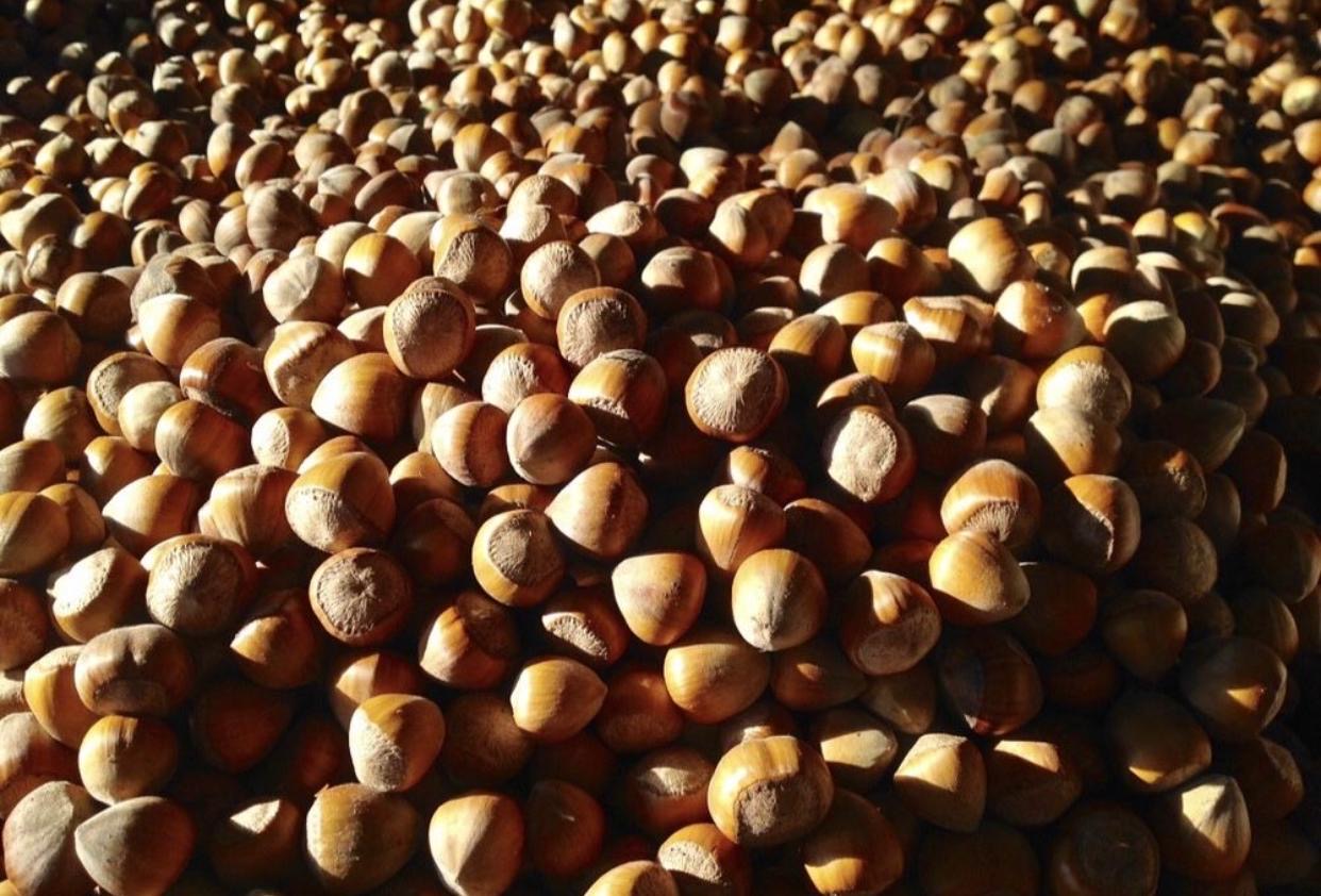 A la venta: ¡5 toneladas de avellanas! Ofrecemos **5 toneladas de avellanas frescas recogidas a mano** directamente de nuestra plantación
