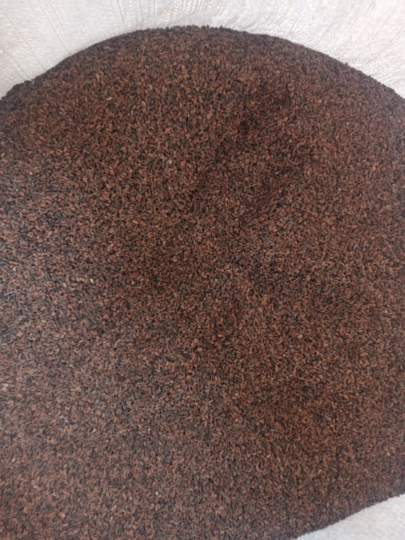 Vendo facelia de este año, 1,5t