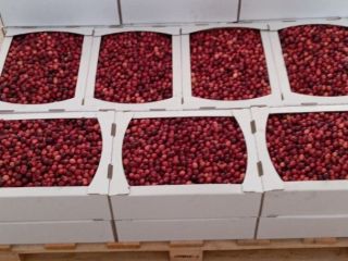 Hola, producimos arándanos orgánicos y hemos tenido una excelente
