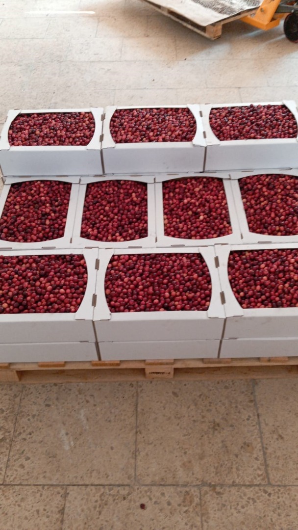 Hola, producimos arándanos orgánicos y hemos tenido una excelente cosecha este año