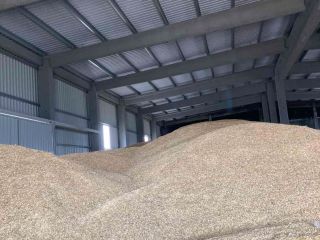 Se venden 500 toneladas de avena de primavera (buena
