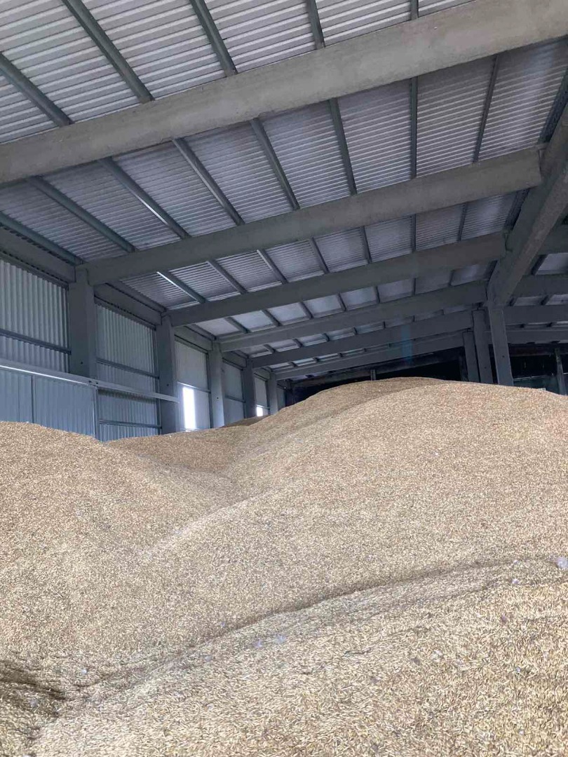Se venden 500 toneladas de avena de primavera (buena calidad, bonita, limpia para cosechadora)