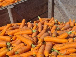 Venderé una selección de zanahorias. Posibilidad de transporte o