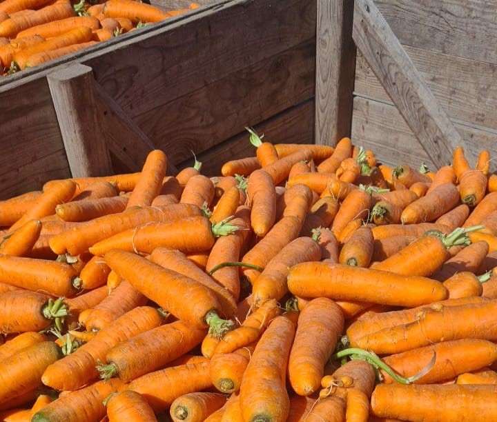 Venderé una selección de zanahorias