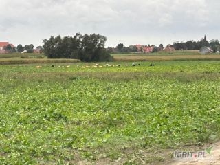 Hola, vendo judías verdes amarillas y verdes. Toneladas disponibles