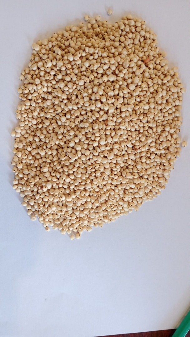 Vendo sorgo blanco