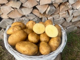 Venderé patatas. 3 tonos variedad Reina Anna, 5 tonos