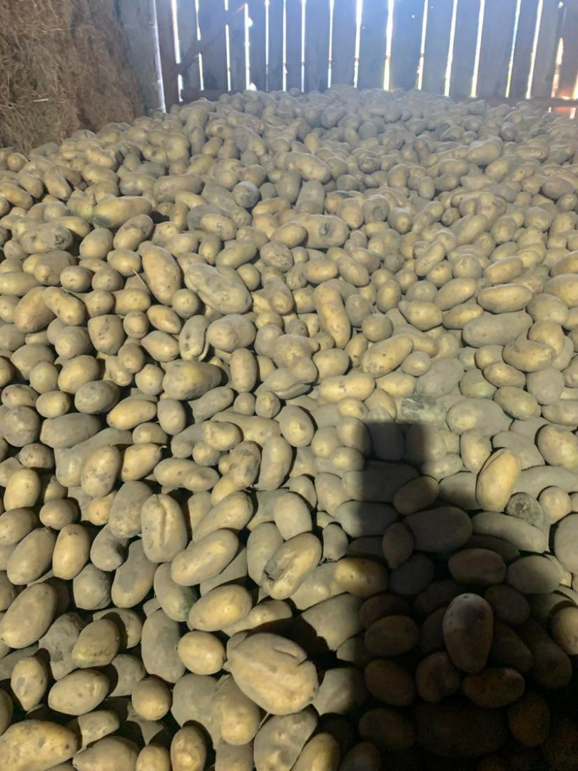 Se venden patatas Queen Anna, 4 toneladas aproximadamente