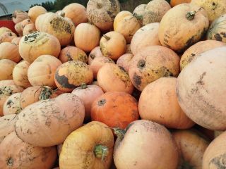Vendo calabazas de la variedad Otylia. Tengo unas 80