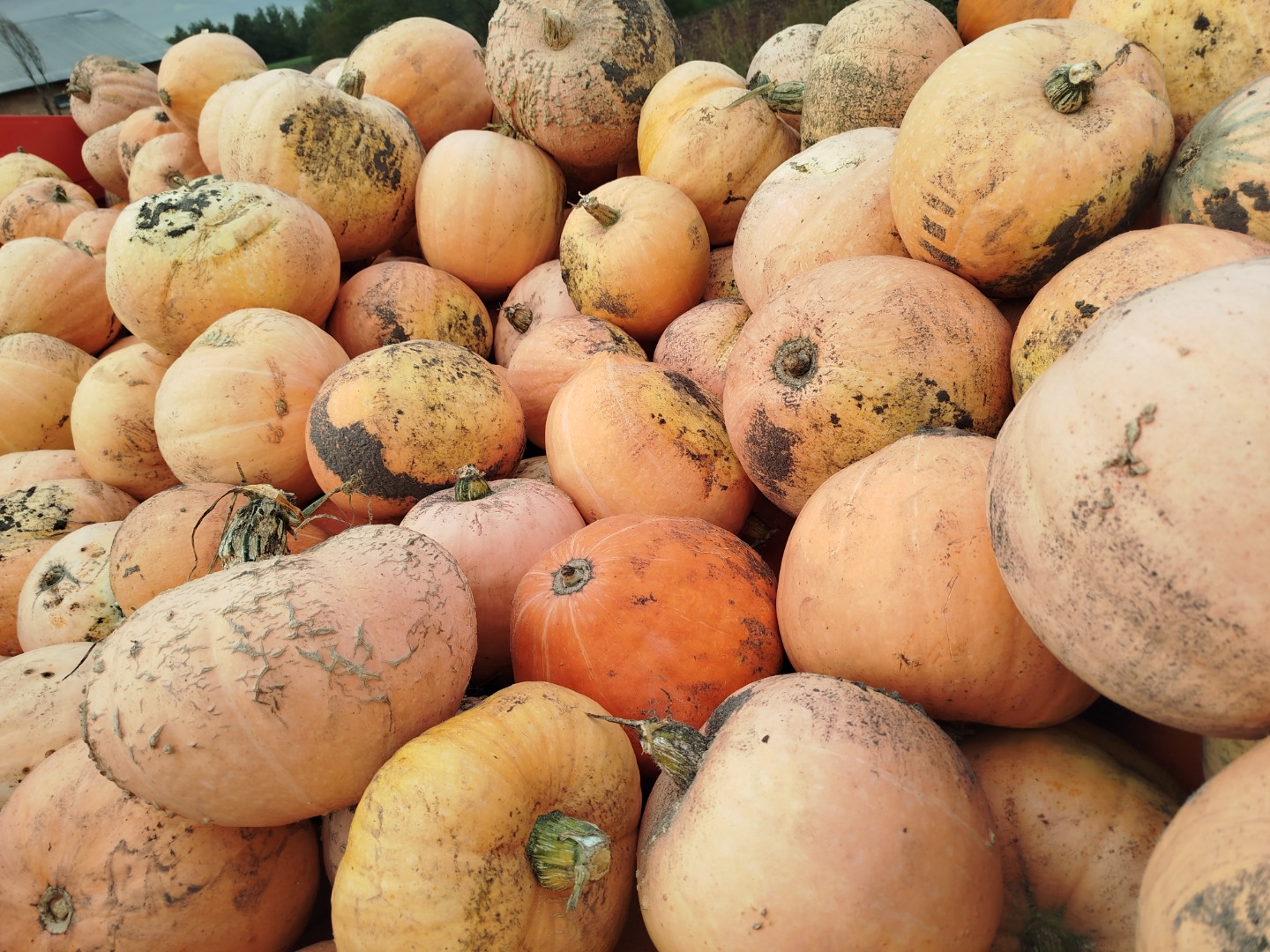 Vendo calabazas de la variedad Otylia