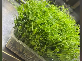 ¡Vende microvegetales de guisantes frescos! Enriquece tus comidas con