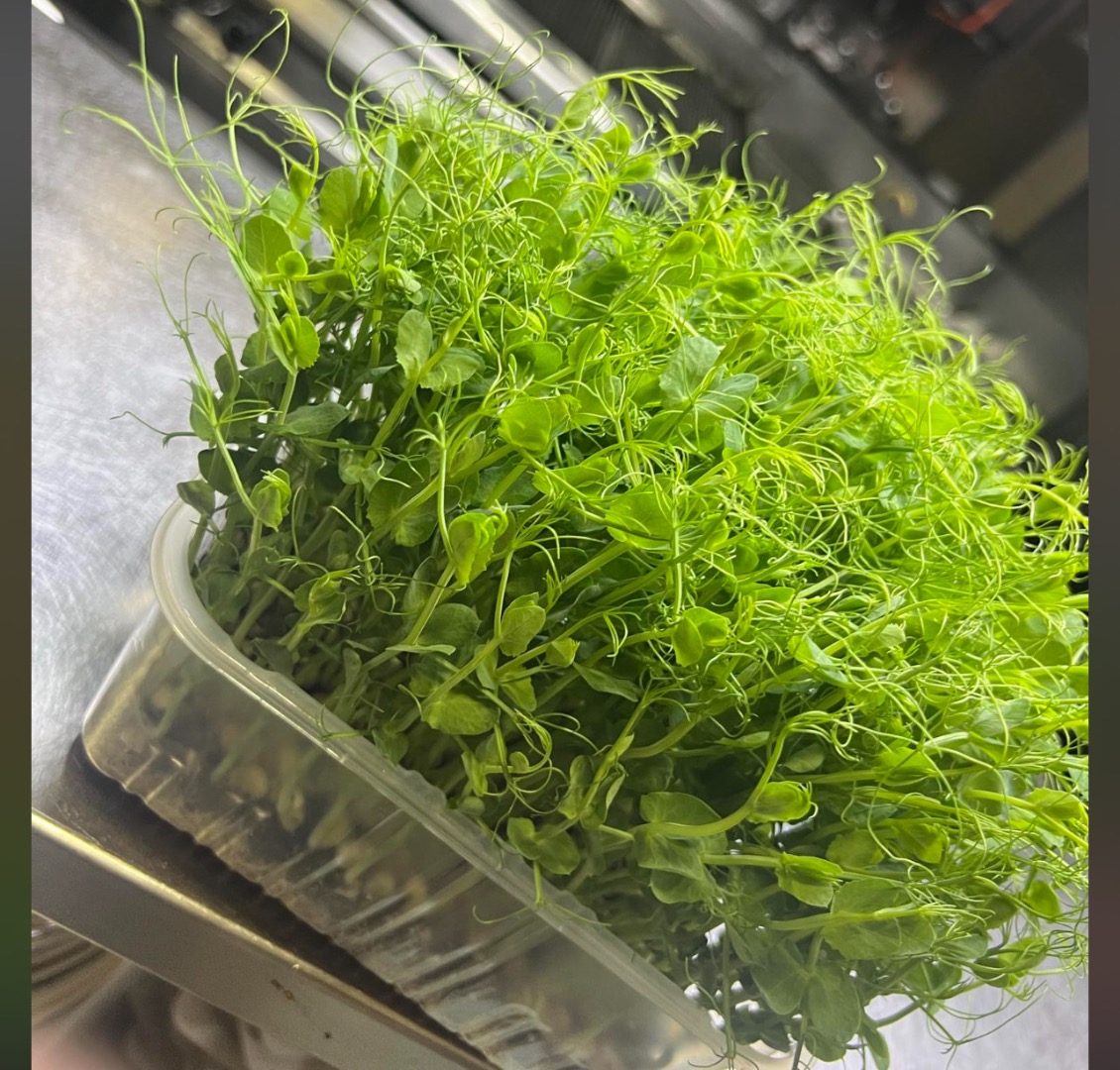 ¡Vende microvegetales de guisantes frescos! Enriquece tus comidas con microvegetales de guisantes, ¡un superalimento repleto de vitaminas y antioxidantes!